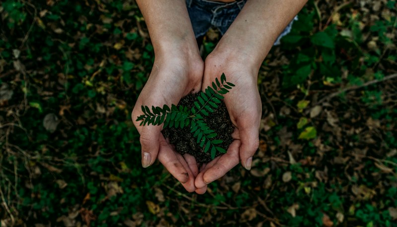 Sustainable forest