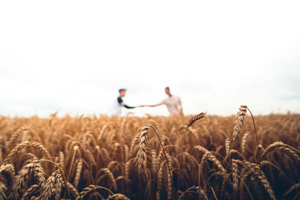 Harvest in golden field at sunset