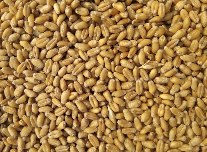 Grain quality control